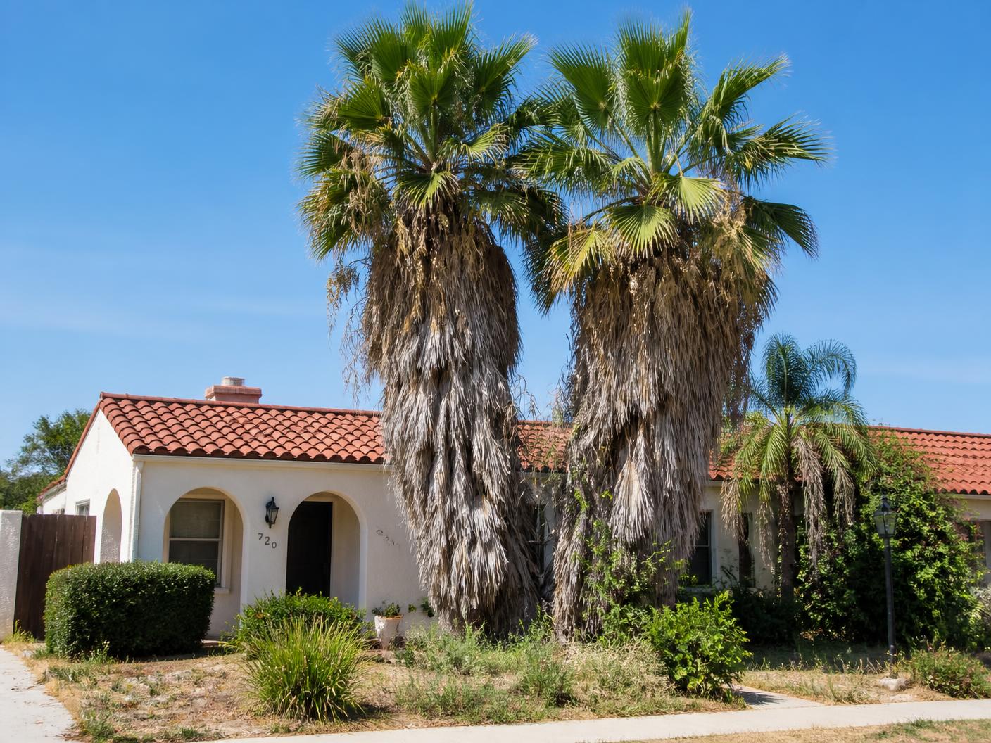 Two overgrown Mexican fan palms with heavy dead frond skirts at a San Diego home