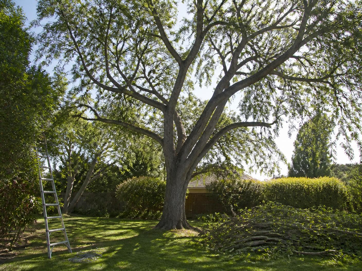 Mature shade tree thinned by The Tree Bros in a San Diego back yard